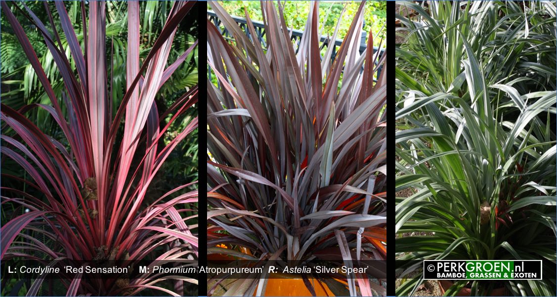 Cordyline  Red Sensation    M- Phormium Atropurpureum  R-  Astelia Silver Spear